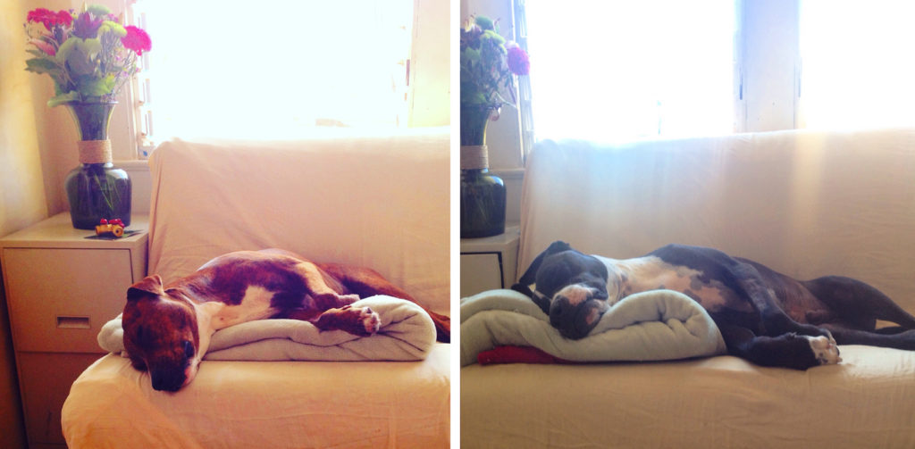 the-wow_fahrradbegeisterte-wahl-hawaiianerin_hunde-im-home-office
