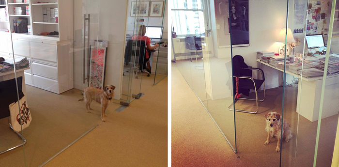 the-wow_sophie-und-tompkin-in-der-fashion-metropole_instyle-office-dog