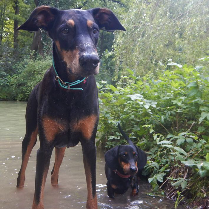 the-wow_terra-canis_minou-und-freund