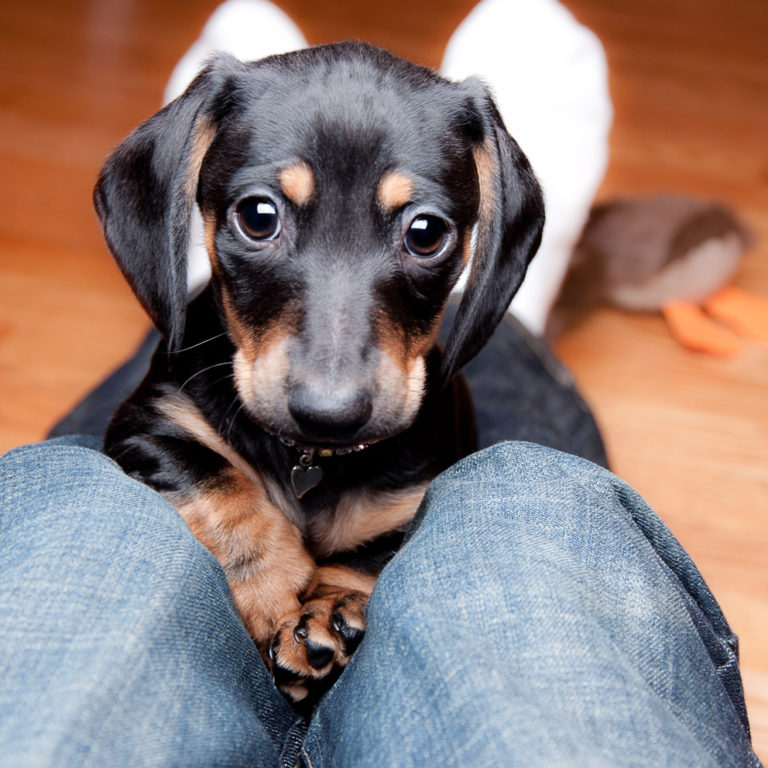 the-wow_the-guy-who-dedicates-a-book-to-his-dachshund_vivian-puppy