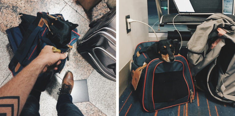 the-wow_the-guy-who-dedicates-a-book-to-his-dachshund_travelling