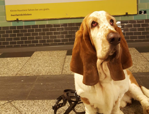 THE WOW Basset Toni aus Berlin