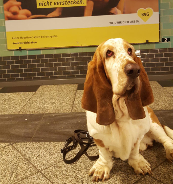 THE WOW Basset Toni aus Berlin